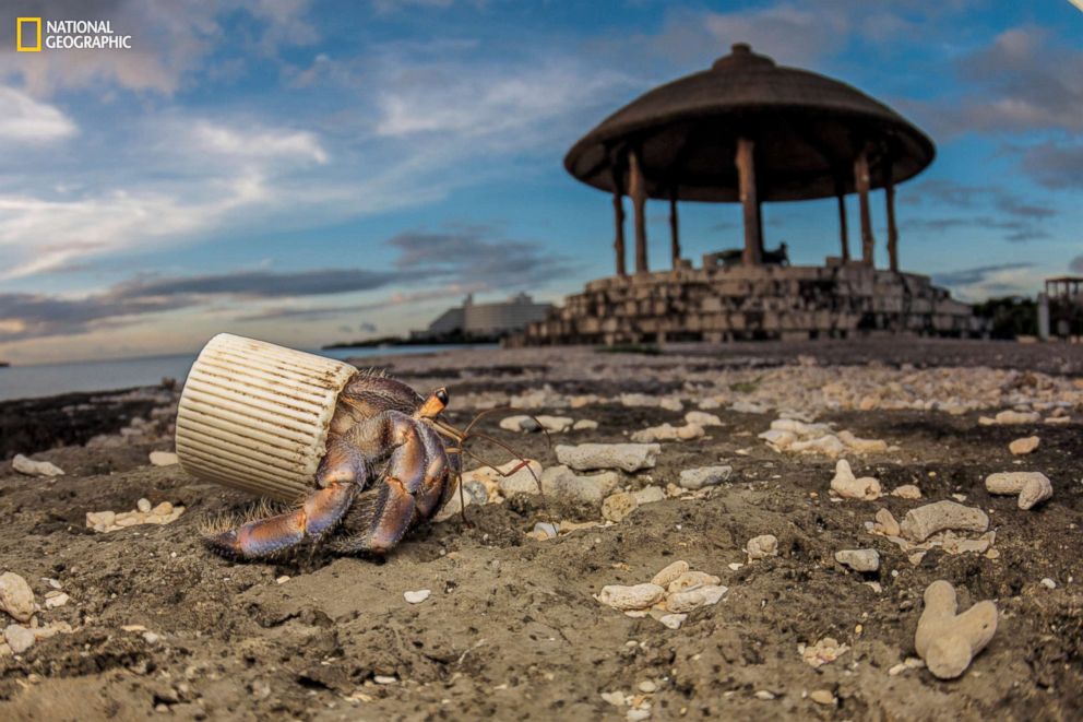 PHOTO: On Okinawa, Japan, a hermit crab resorts to a plastic bottle cap to protect its soft abdomen. Beachgoers collect the shells the crabs normally use, and they leave trash behind.