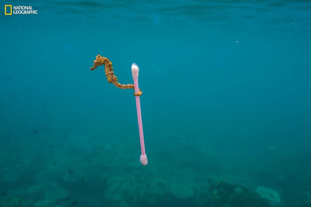 PHOTO: To ride currents, seahorses clutch drifting seagrass or other natural debris. In the polluted waters off the Indonesian island of Sumbawa, this seahorse latched onto a plastic cotton swab—“a photo I wish didn't exist,” says the photographer.