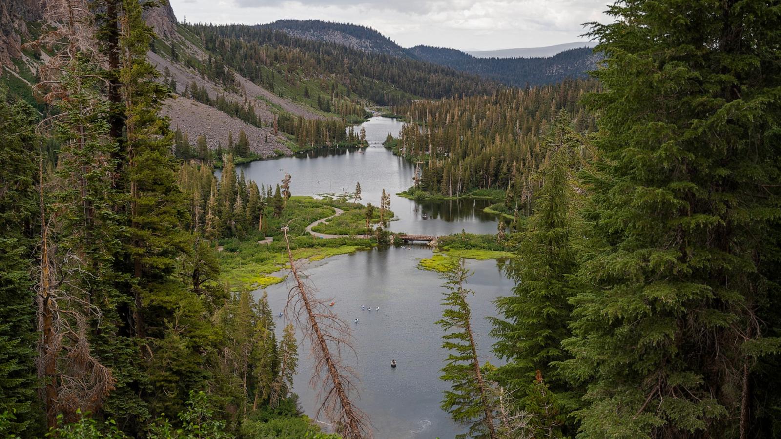 Trump admin moves to allow logging and construction in national forests