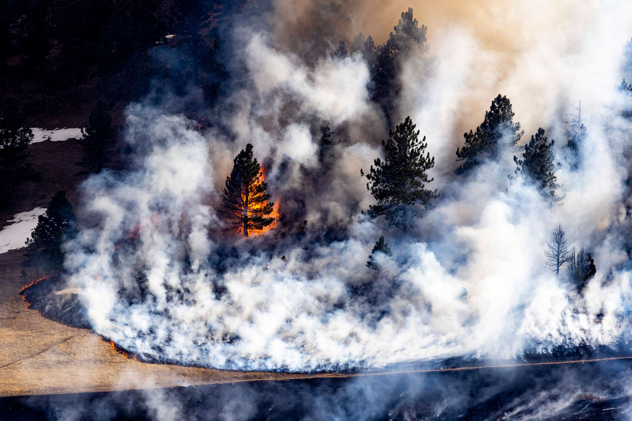 PHOTO: A tree goes up in flames as the NCAR Fire burns on March 26, 2022, in Boulder, Colorado. 