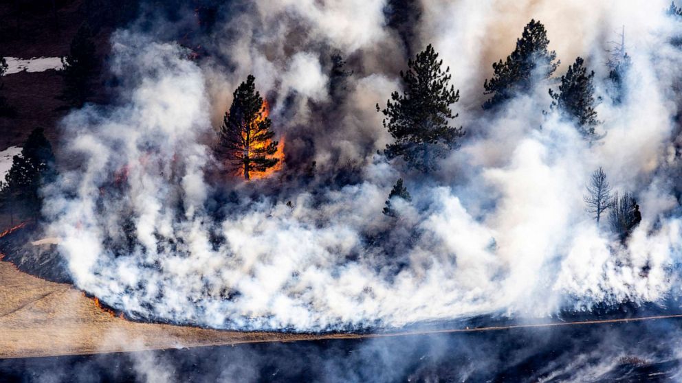 PHOTO: A tree goes up in flames as the NCAR Fire burns on March 26, 2022, in Boulder, Colorado. 