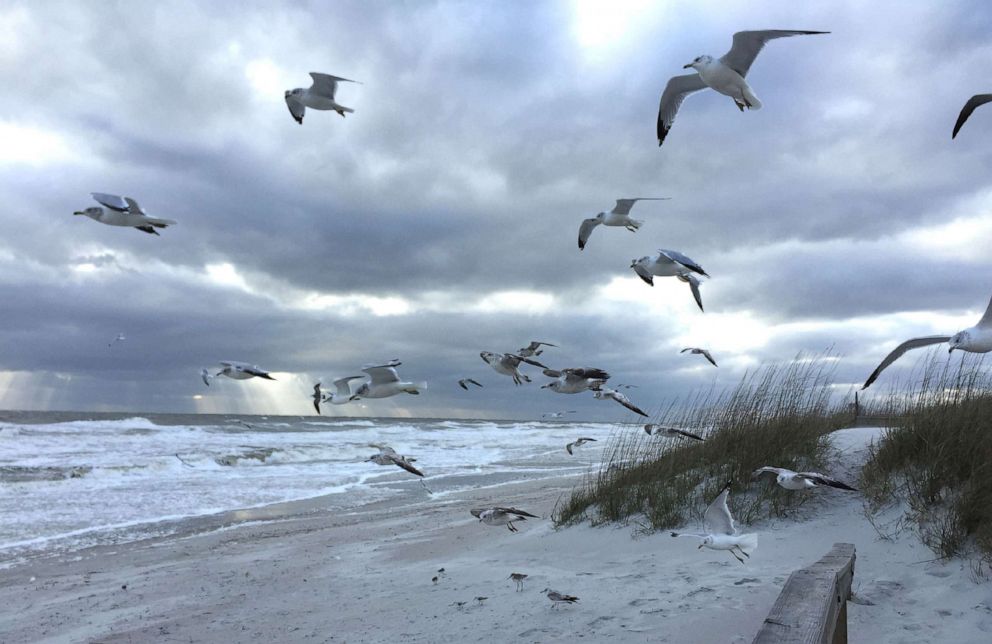 PHOTO: A flock of sea birds struggle against the wind along Neptune Beach, Fla., Jan. 8, 2015.