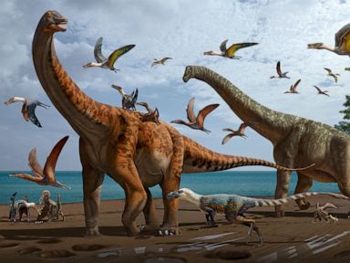 2 new species of massive sauropod dinosaurs found in China, a 1st for the  region - ABC News