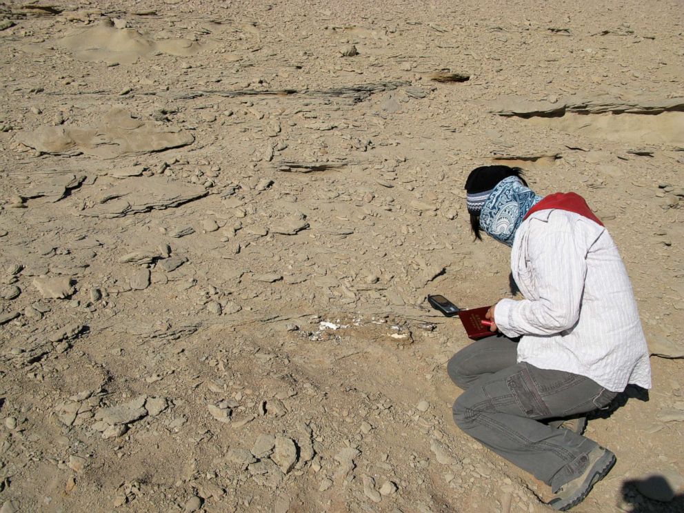 PHOTO: The dinosaur fossils before the collection.