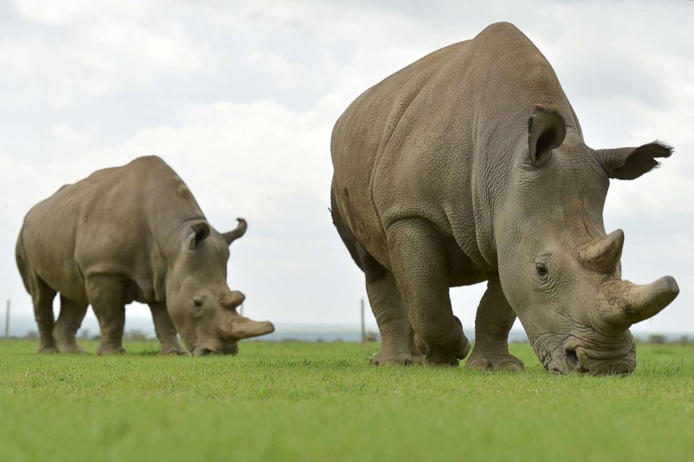PHOTO: Najin (R) and Fatu, the only two remaining female northern white rhino, graze in a paddock on March 20, 2018, at the ol-Pejeta conservancy in Nanyuki, Kenya.