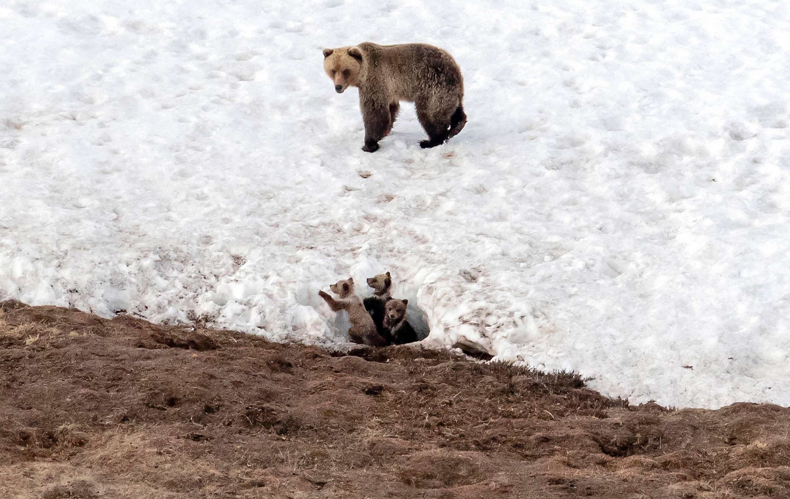 PHOTO: FILE - A bear looks after her three cubs in North Slope Borough, AK, May 25, 2019.