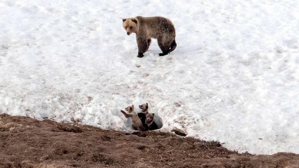  FILE - A bear looks after her three cubs in North Slope Borough, AK, May 25, 2019.