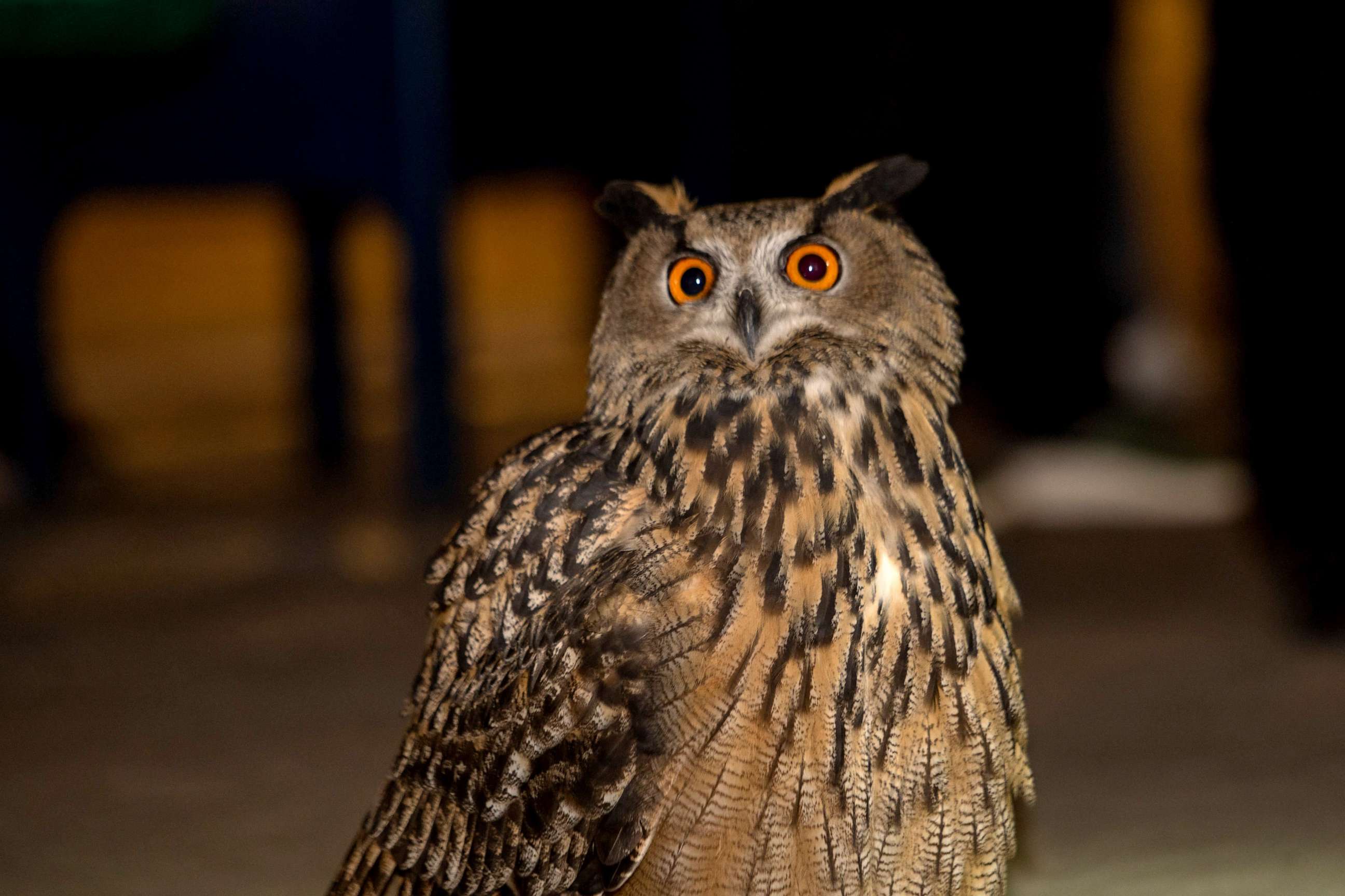 PHOTO: The New York City Mayor's Office released an image of a Eurasian eagle owl that escaped from the Central Park Zoo after its exhibit was vandalized.