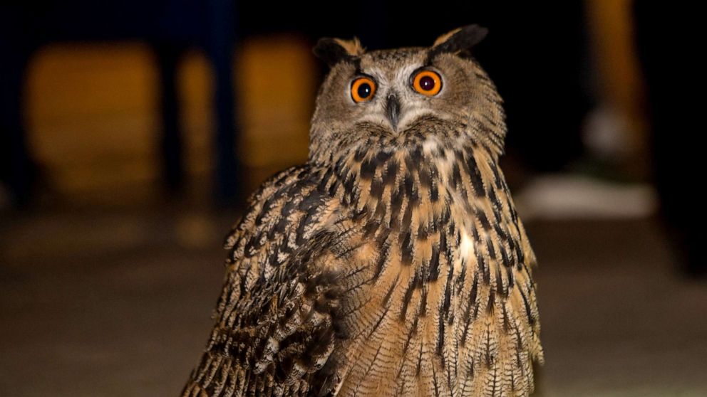 PHOTO: The New York City Mayor's Office released an image of a Eurasian eagle owl that escaped from the Central Park Zoo after its exhibit was vandalized.