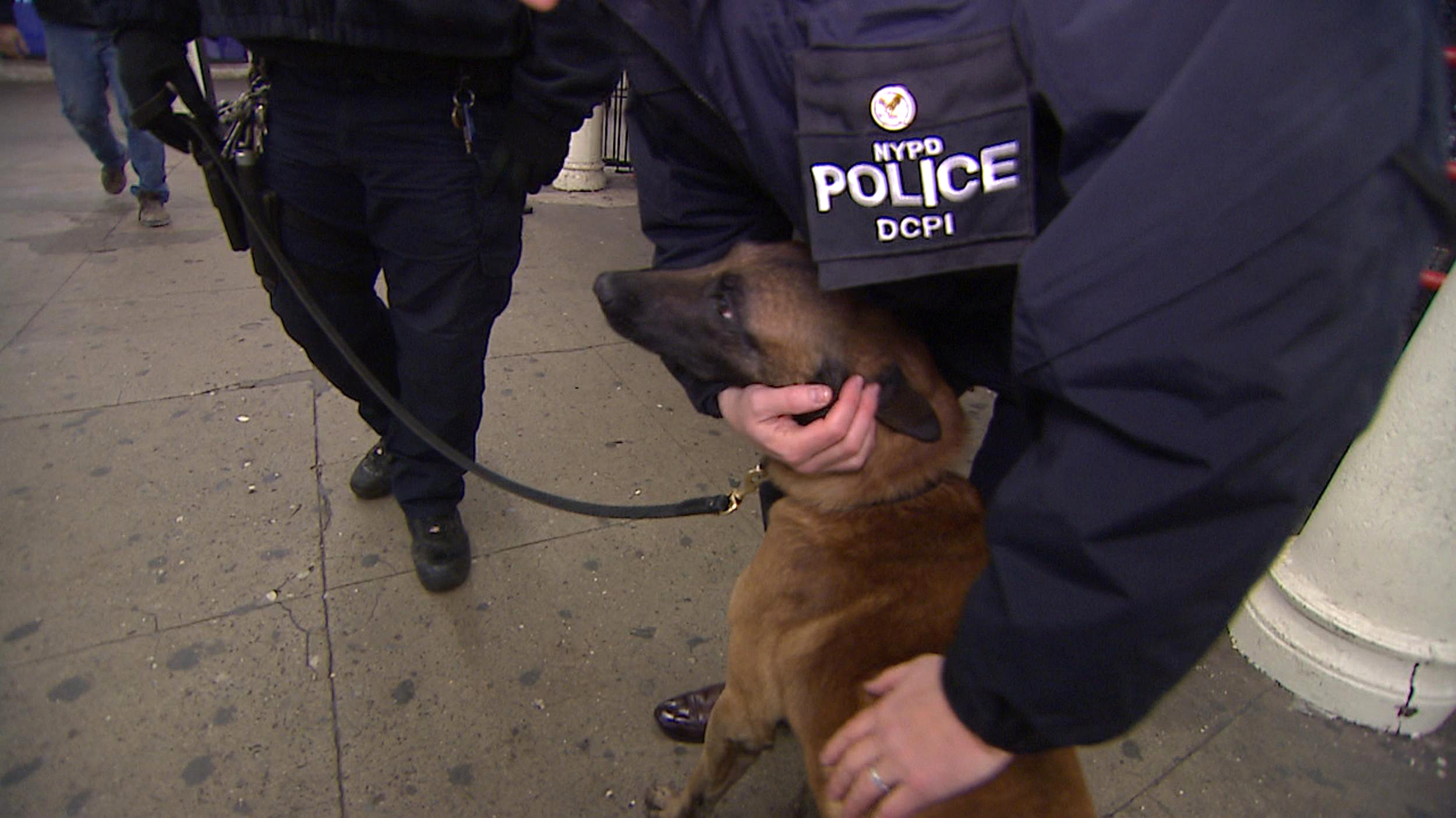 PHOTO: A New York city police dog gets a pat from a police officer. 