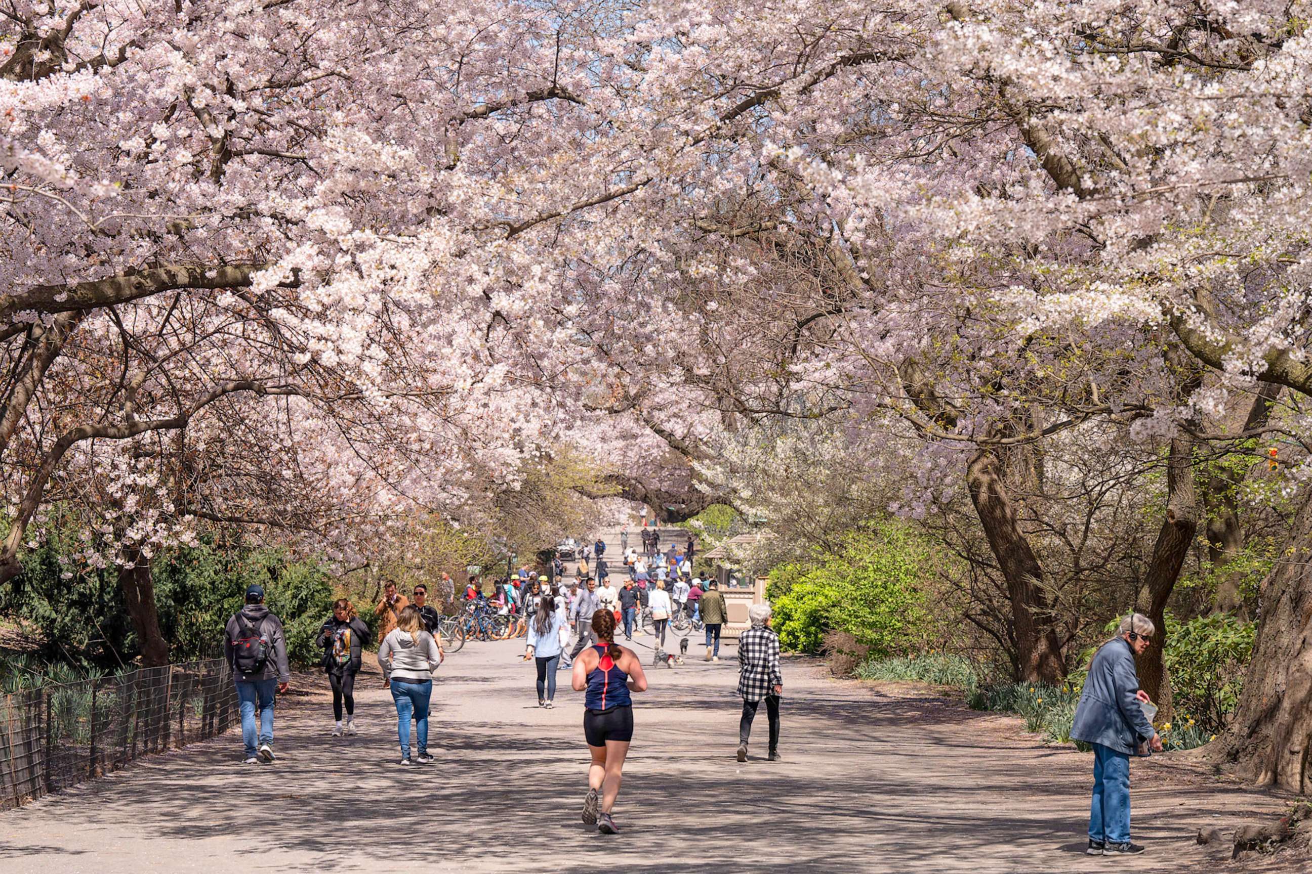 PHOTO: People walk under the cherry blossoms during spring season at Central Park in New York, on April 10, 2023.