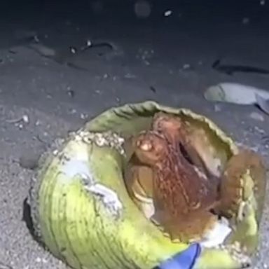 A southern keeled octopus was spotted scuttling out from under a shell before quickly climbing back underneath.