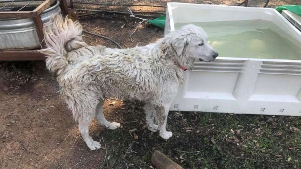 Odin the dog refused to leave his family's rescue goats behind when the Tubbs fire forced the family to flee their home.