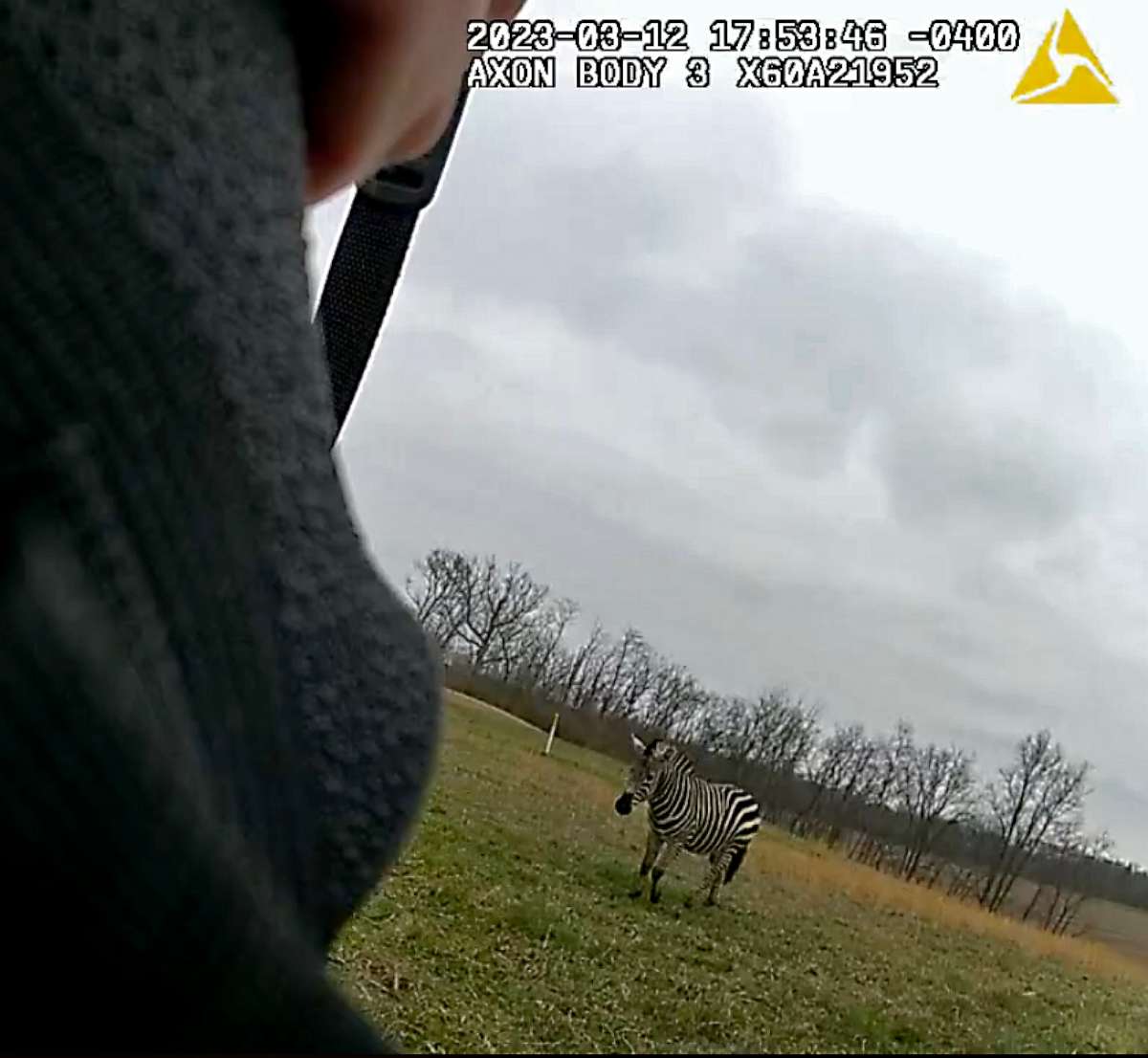 PHOTO: A screengrab from a police bodycam footage shows police in Ohio rescue a man who was allegedly attached by an aggressive zebra on March 12, 2023.