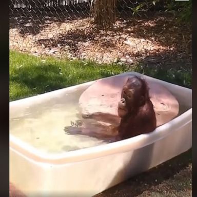 Jiwa, a 5-year-old orangutan, splashed around in a tub at the Phoenix Zoo, as temperatures in the area reached highs of over 100 degrees.