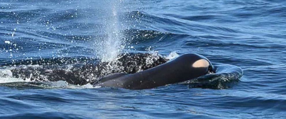 orca whale carries dead calf for days as imperiled habitat makes