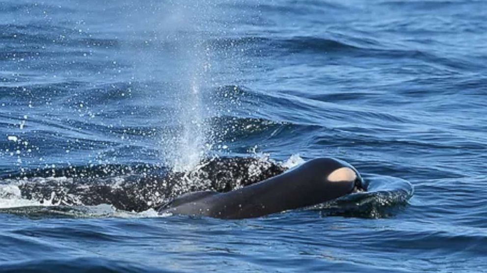 PHOTO: A Southern Resident killer whale died a short time after it was born near Victoria, British Columbia, July 24, 2018.