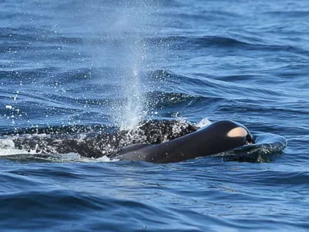 PHOTO: A Southern Resident killer whale died a short time after it was born near Victoria, British Columbia, July 24, 2018.