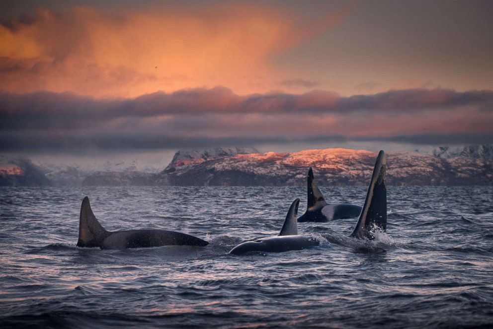 PHOTO: A pod of killer whales are seen in this undated file photo.