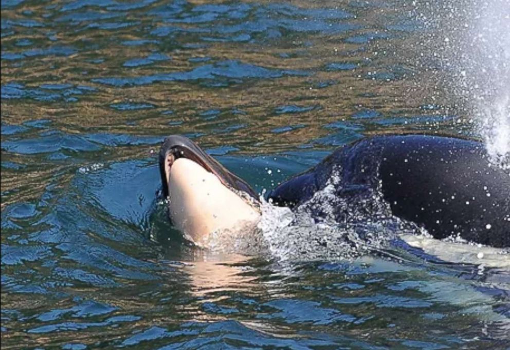 PHOTO: A Southern Resident killer whale died a short time after it was born near Victoria, British Columbia, July 24, 2018.