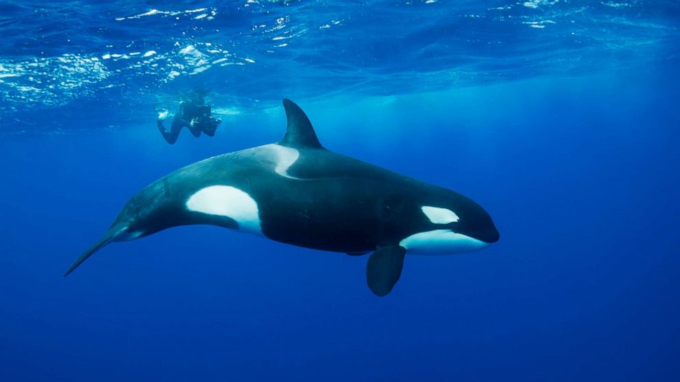 A killer whale is seen in this undated file photo.