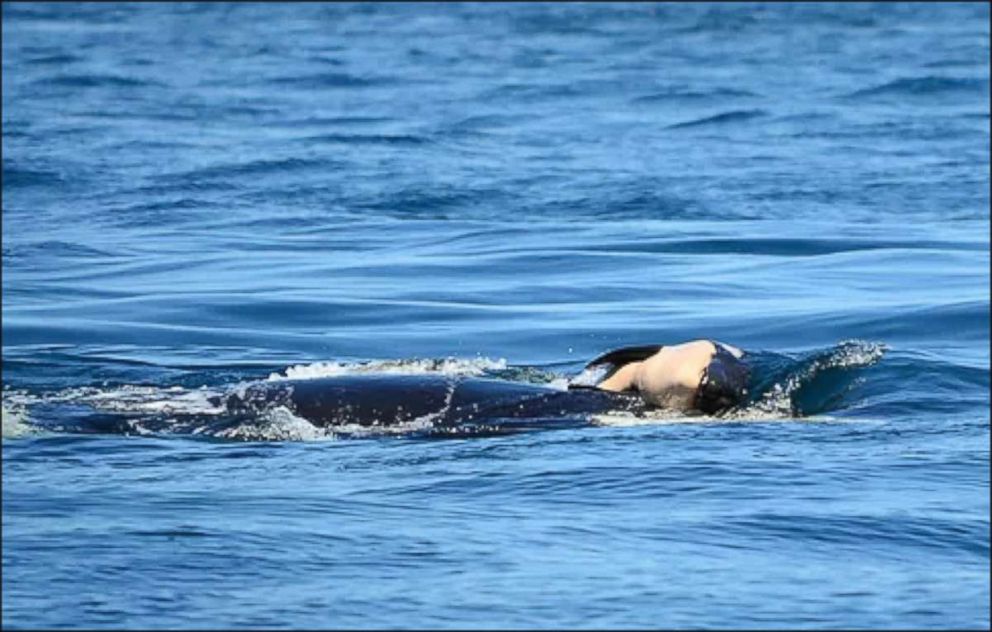 PHOTO: A Southern Resident killer whale died a short time after it was born near Victoria, British Columbia, July 24, 2018.