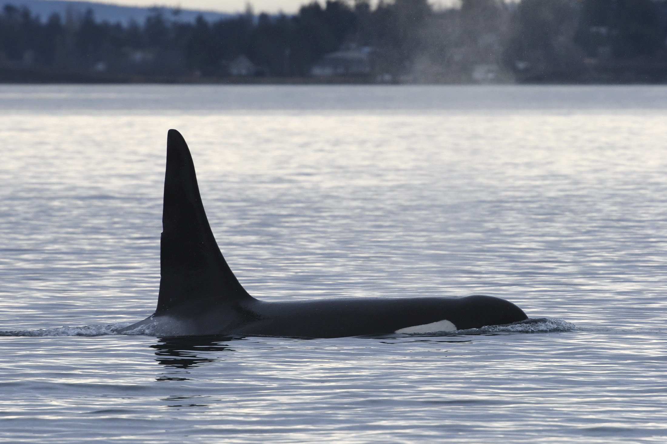 PHOTO: This January 2020 photograph provided by the Center for Whale Research shows a large male orca, known as L41 or Mega, surfacing in the Strait of Juan de Fuca.