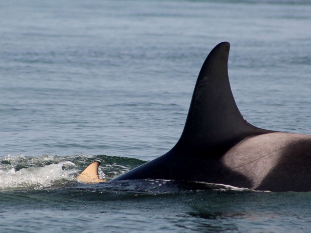 PHOTO: Researchers have spotting a grieving orca whale still holding on to her dead calf at British Columbias Southern Gulf Islands, July 31, 2018, eight days after the death of her calf.