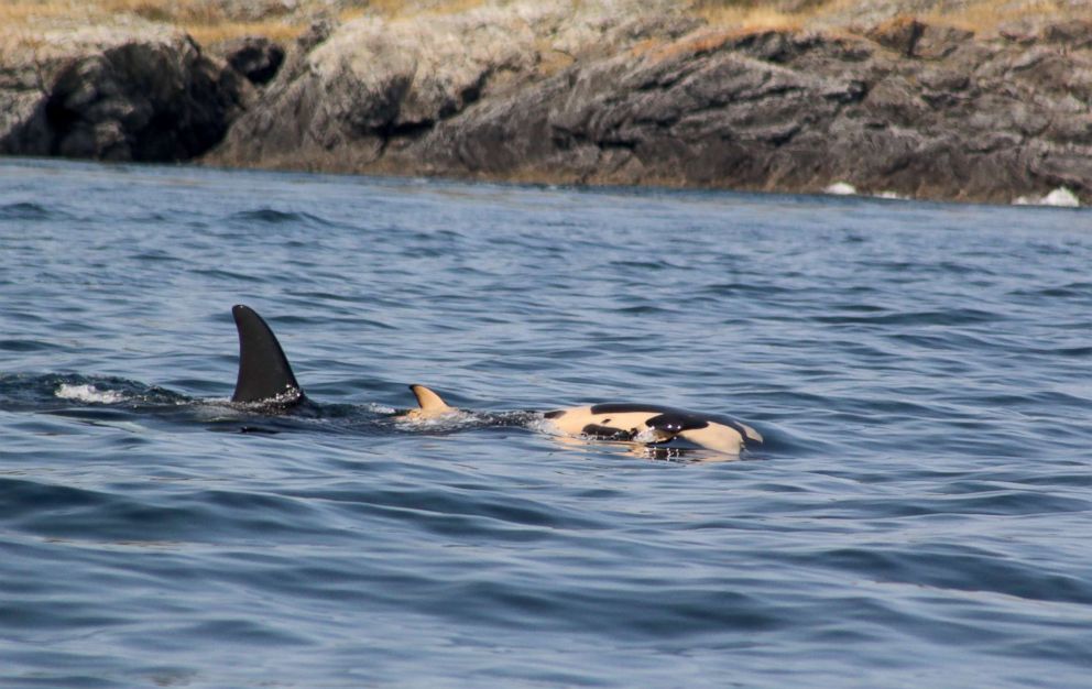 PHOTO: Researchers have spotting a grieving orca whale still holding on to her dead calf at British Columbia's Southern Gulf Islands, July 31, 2018, eight days after the death of her calf.