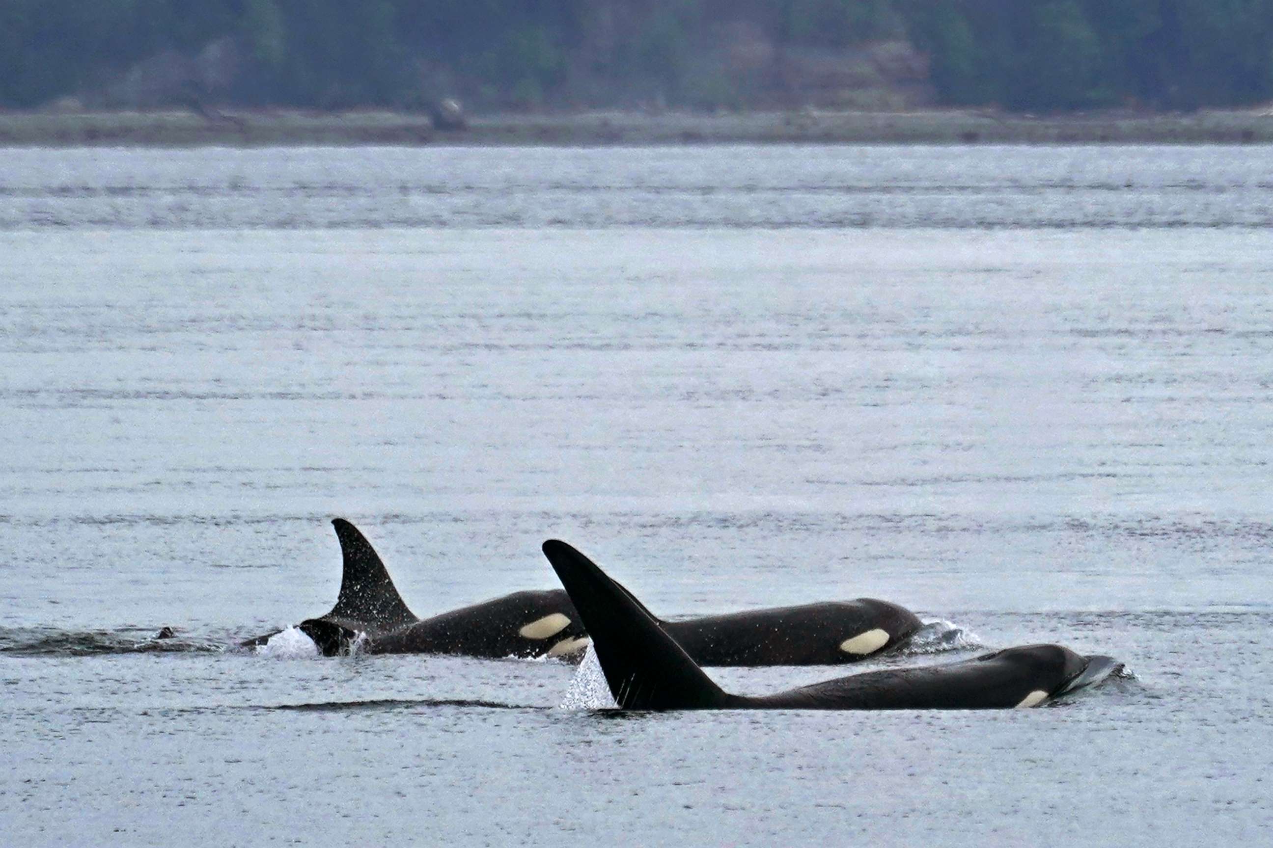 PHOTO: A group of Bigg's killer whales swim together as seen from a Pacific Whale Watch Association vessel on May 4, 2022, near Whidbey Island in Washington state.