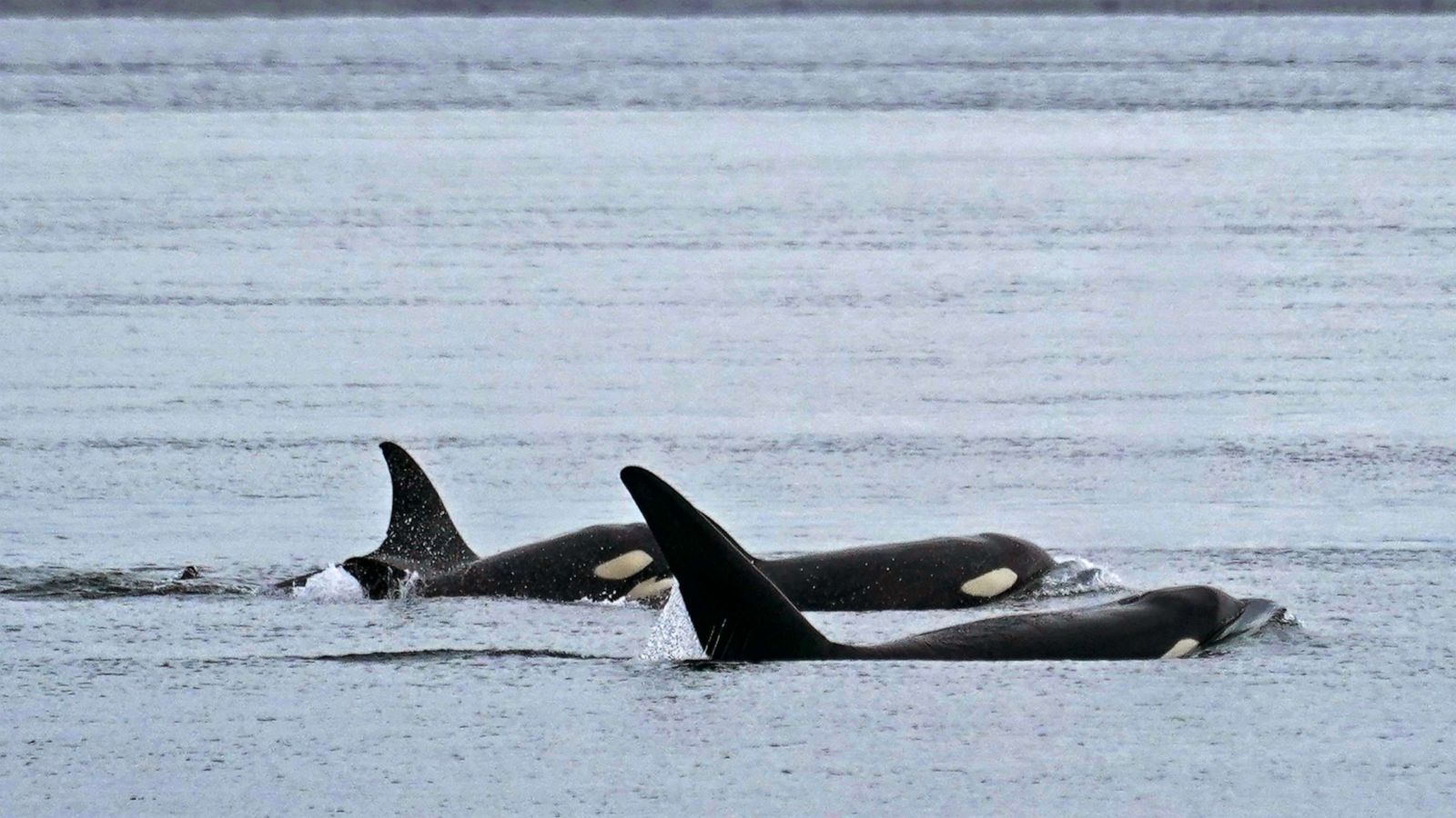 Orcas (Killer whales)