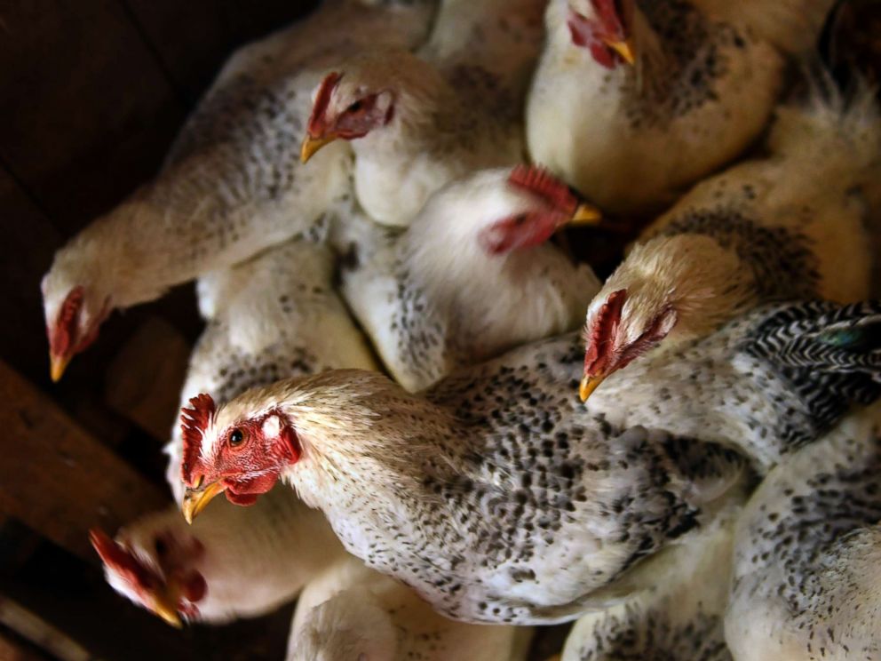 PHOTO: Chickens are pictured on a certified organic farm in Longmont, Colo., May 8, 2017.