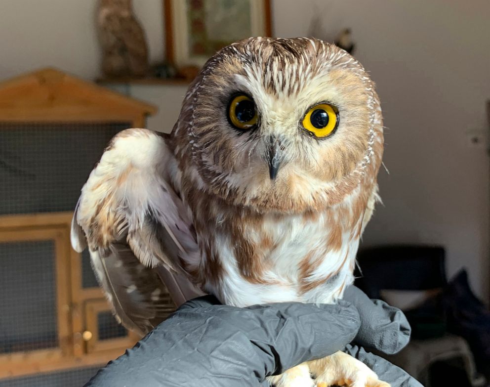 PHOTO: Ravensbeard Wildlife Center Director and founder Ellen Kalish holds a Saw-whet owl at their facility in Saugerties, N.Y., Nov. 18, 2020.