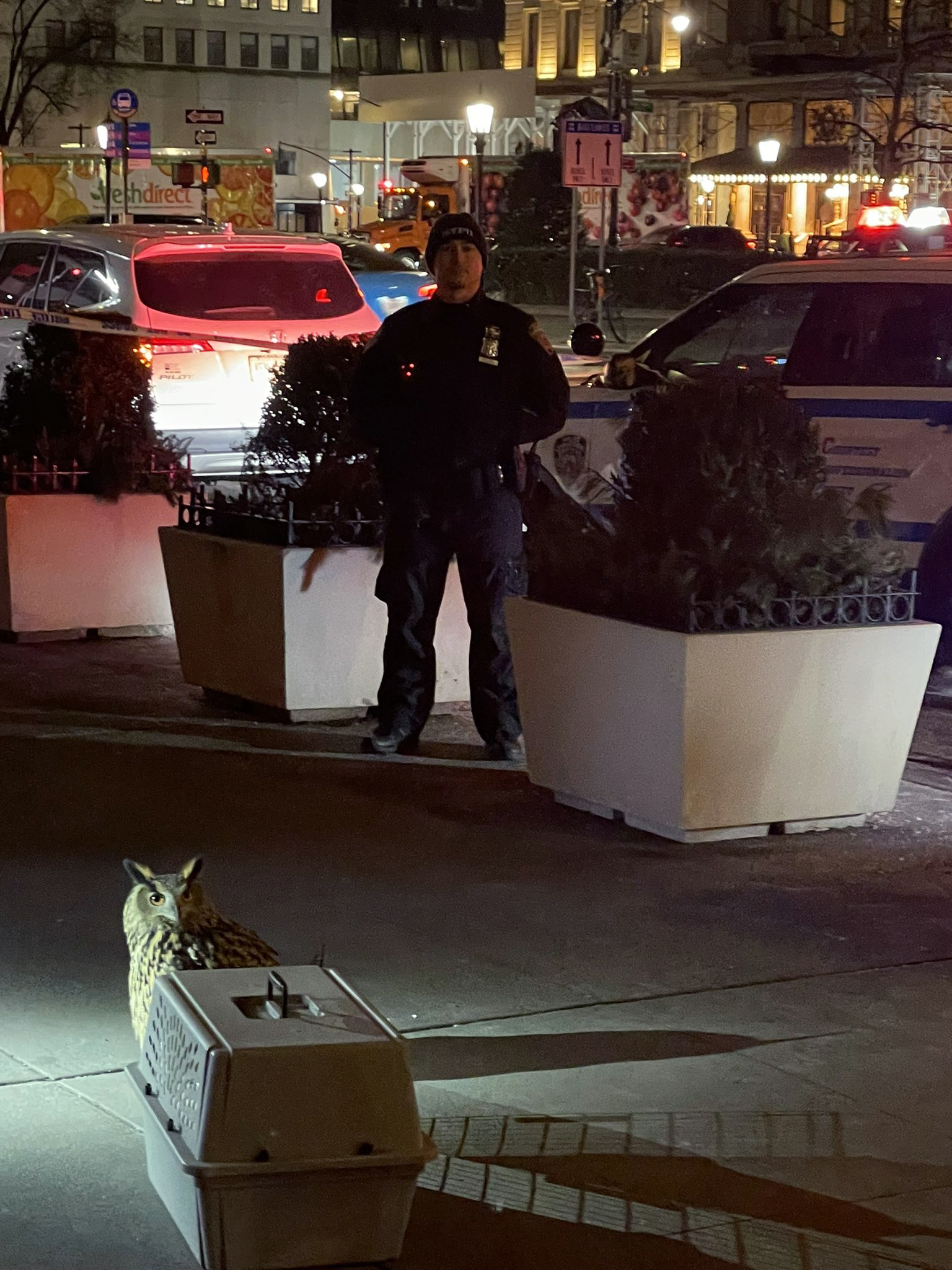 PHOTO: A policeman watches over an owl that escaped from the Central Park Zoo during an attempt to retrieve it, Feb. 2, 2023, in New York City.