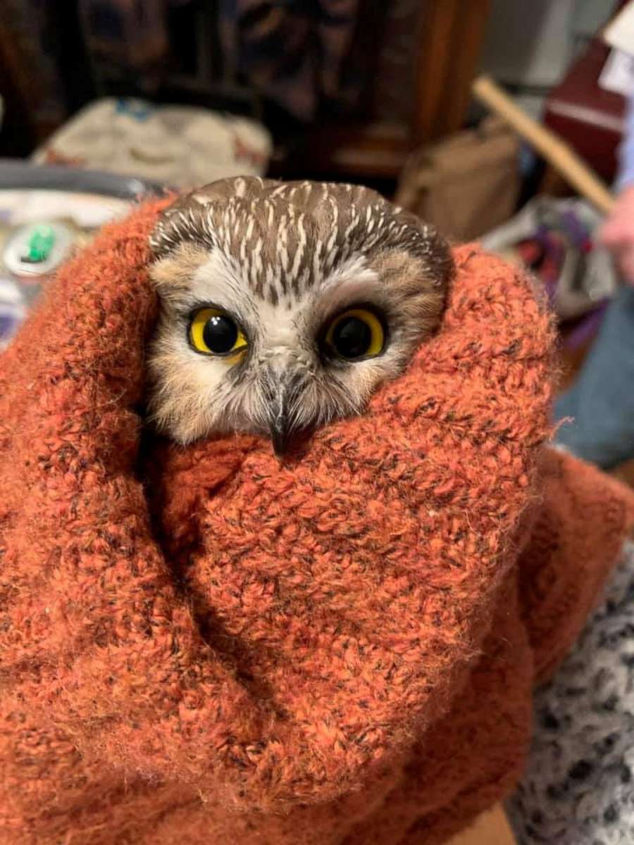 PHOTO: Rockefeller, a northern saw-whet owl, is pictured after being found and rescued in a Christmas tree in Rockefeller Center, in New York, Nov. 16, 2020.