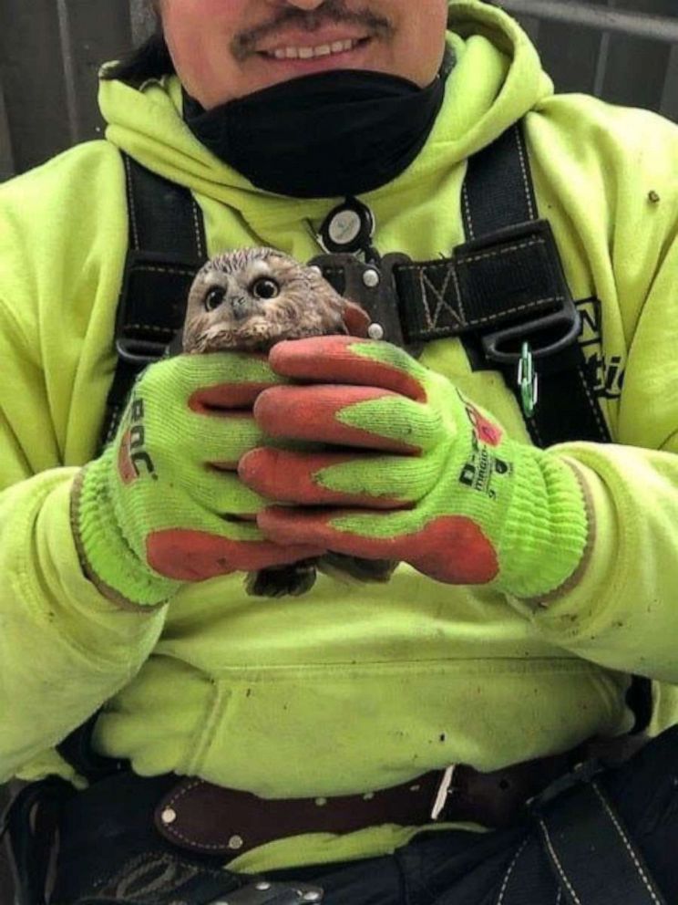 PHOTO: Rockefeller, a northern saw-whet owl, is held by a man after being found and rescued in a Christmas tree in Rockefeller Center, in New York, Nov. 16, 2020.