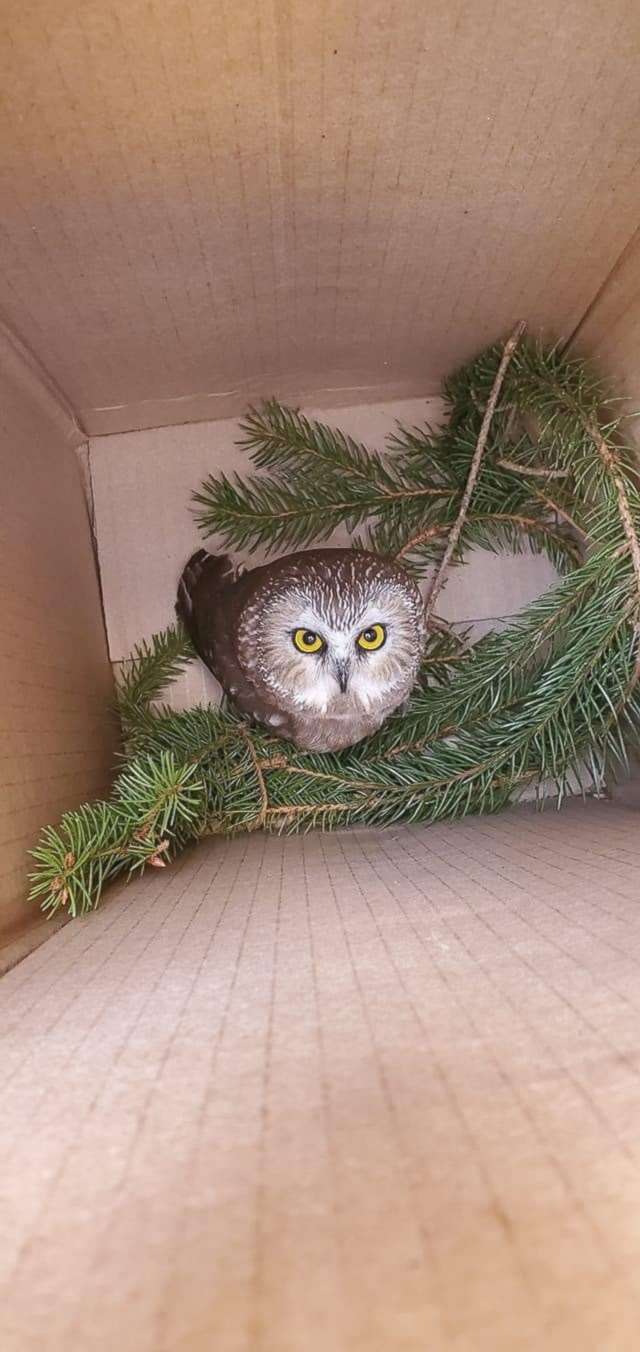 PHOTO: Rockefeller, a northern saw-whet owl, looks up from a box, after being found and rescued in a Christmas tree in Rockefeller Center, in New York, Nov. 16, 2020.