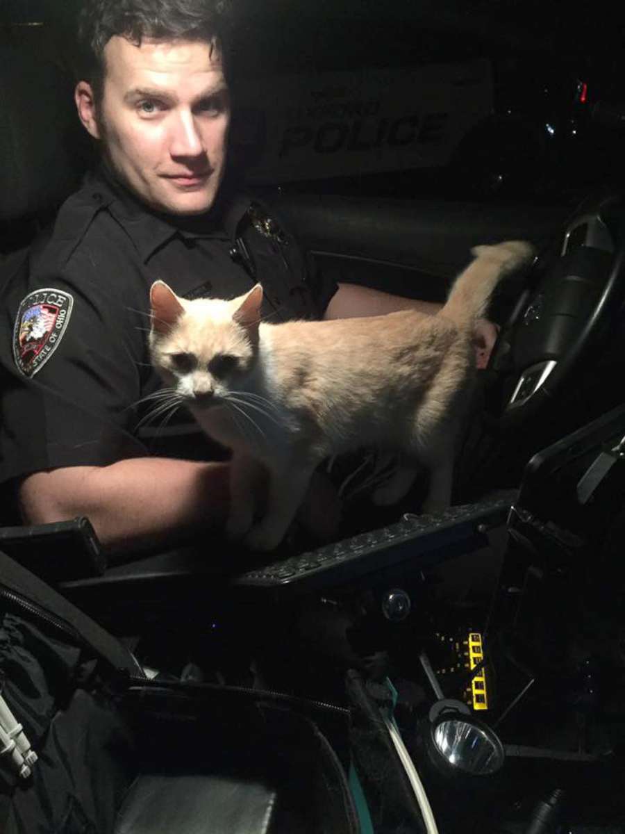 PHOTO: Oxford, Ohio police are looking for the owner of a kitten that jumped into a patrol car, Sept. 22, 2017.