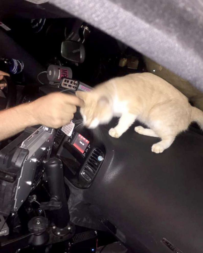 Police Cat Keeps A Close Eye On All The Officers