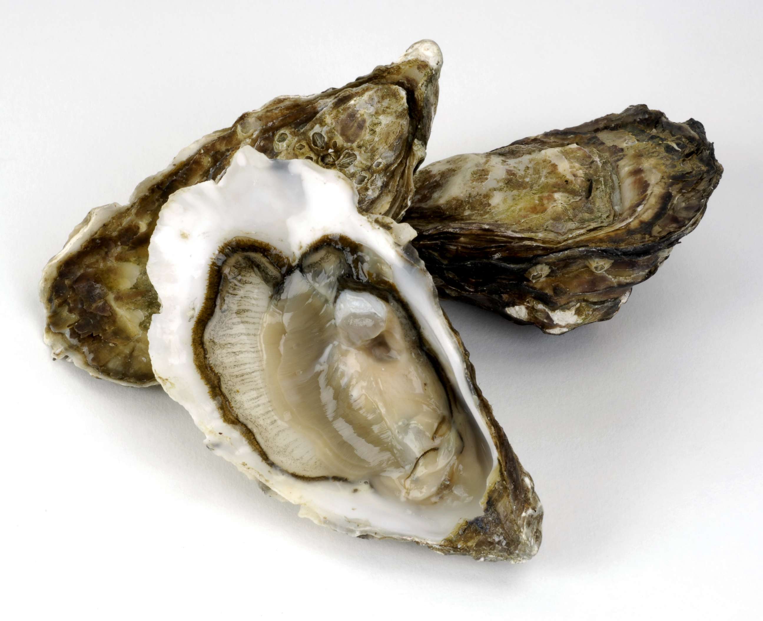 PHOTO: Raw oysters are pictured in an undated stock photo.