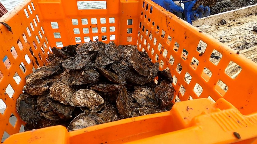PHOTO: Oysters are stacked on the The Gino Macchio Foundation processing barge in New York Harbor on May 26, 2021.