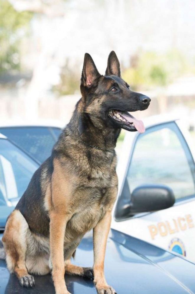 PHOTO: An undated photo of Ozzy, a Long Beach police K-9, who died in a hot car.
