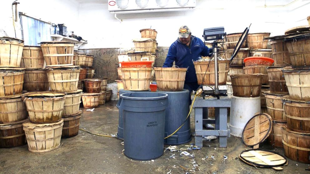 PHOTO: A worker packs crabs into a bushel at Lindy's Seafood on Maryland's Eastern Shore.