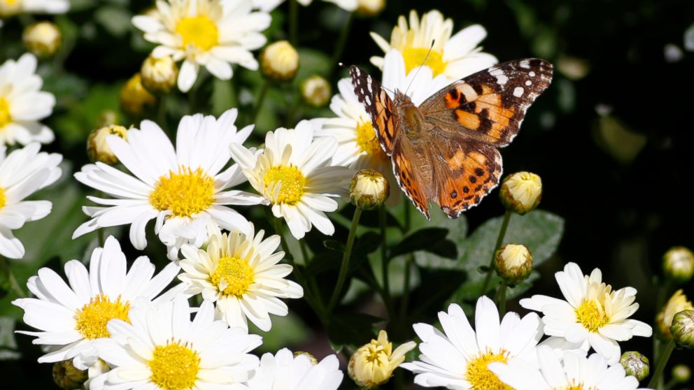 PHOTO: A painted lady butterfly flies near daisies in a garden in downtown Denver, Oct. 4, 2017.