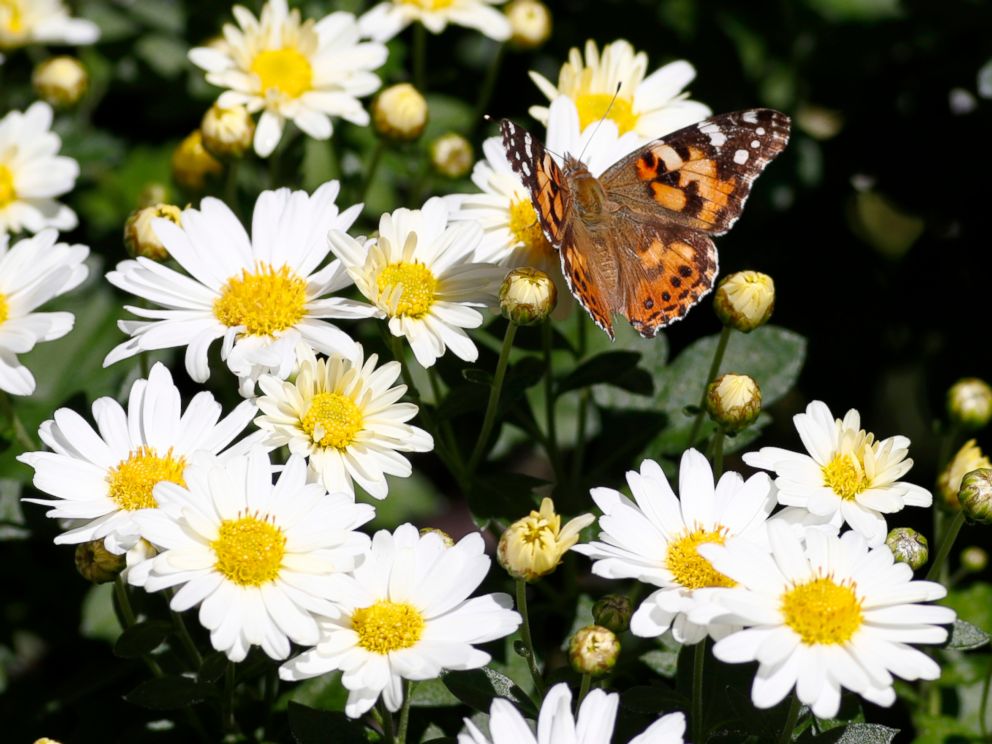 PHOTO: A painted lady butterfly flies near daisies in a garden in downtown Denver, Oct. 4, 2017.