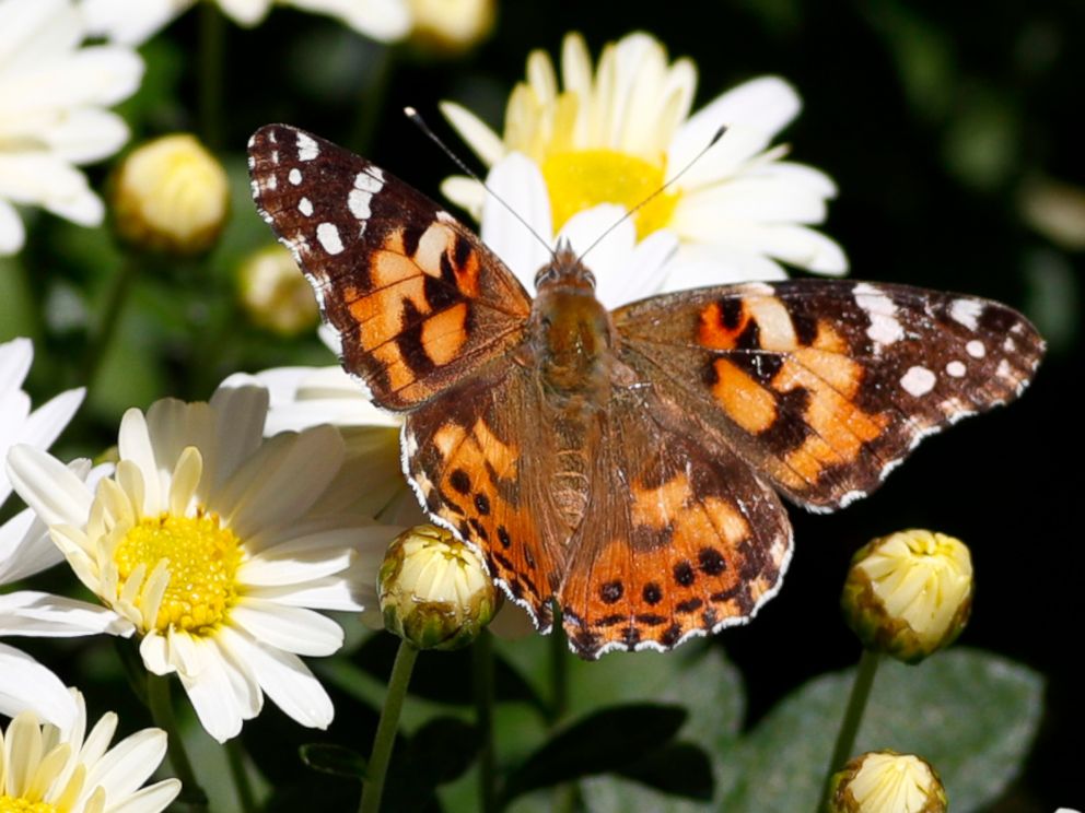 PHOTO: A painted lady butterfly flies near daisies in a garden in downtown Denver, Oct. 4, 2017.
