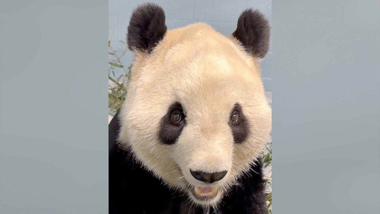 PHOTO: Zoo Atlanta released a video Sept. 30, 2026 of Fu Shuang, one of the two new panda's that arrived at the zoo last week from China.