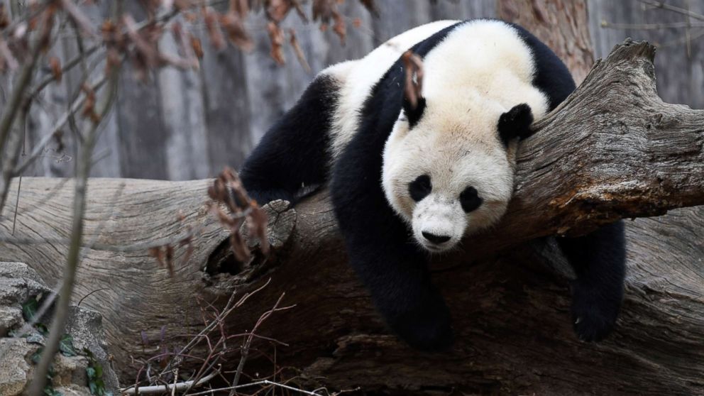 PHOTO: Giant panda Bao Bao plays before leaving the zoo, in Washington, Feb. 21, 2017. 