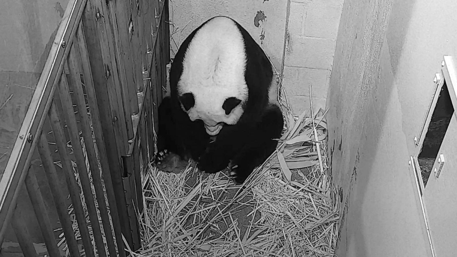 National Zoo announces birth of new giant panda cub - ABC News