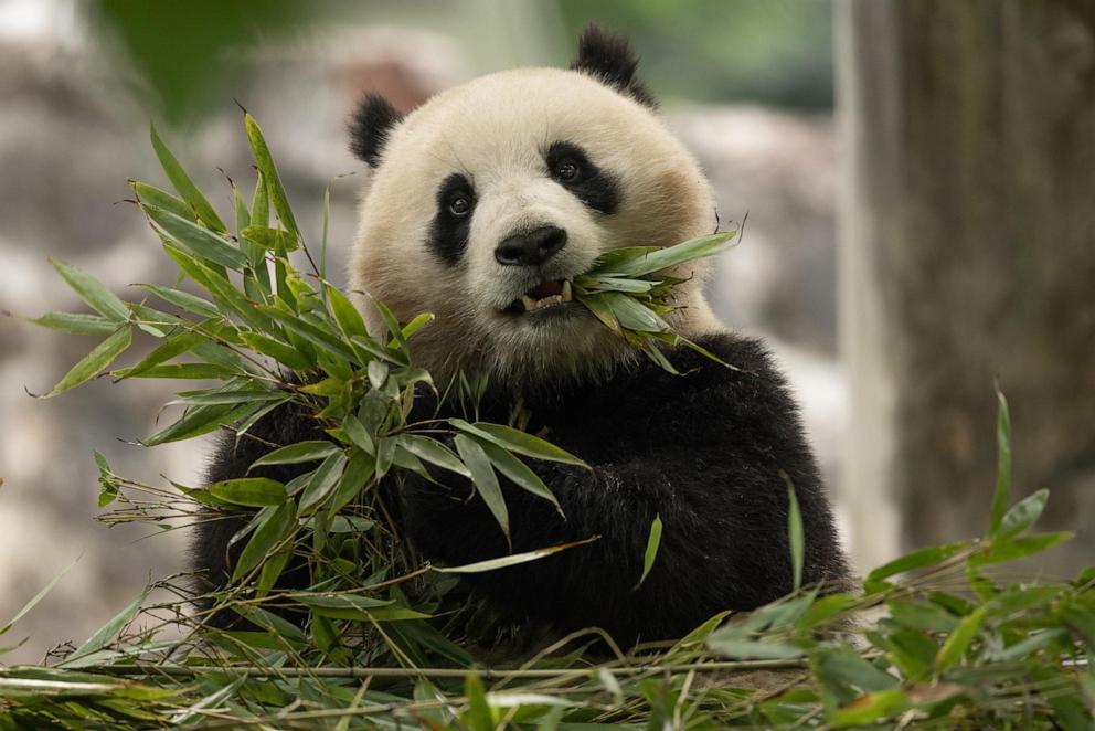 PHOTO: Two-year-old female giant panda Qing Bao in her habitat at Dujiangyan Base in Sichuan, China, May 17, 2024.